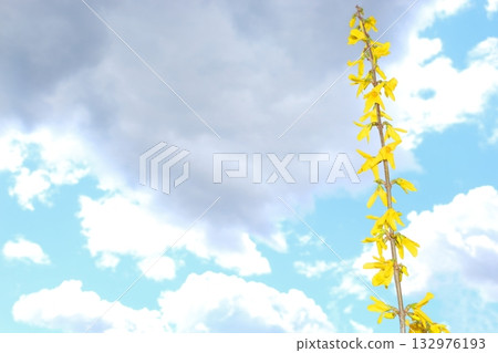 Forsythia flowers blooming on a single tree 132976193