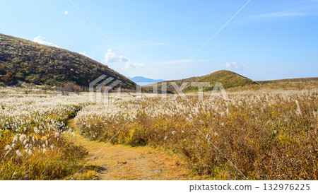 Swaying Japanese pampas grass on a walking path through the crater crater, Oga Peninsula, Akita Prefecture 132976225
