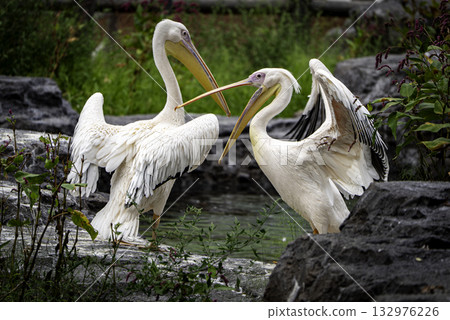 Landscape with Pelicans 132976226