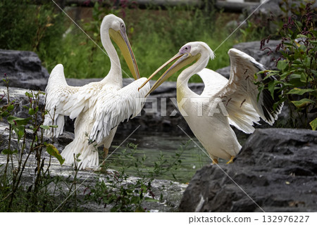 Two pelicans 132976227