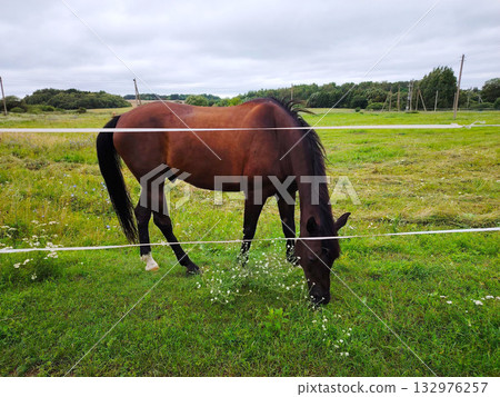 Brown horse grazing in a green meadow fenced with white tape. Brown horse grazing in a green meadow fenced with white tape. 132976257