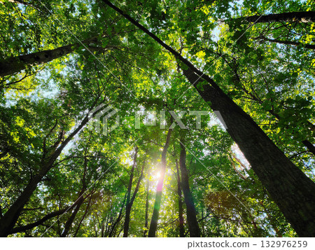 Low-angle view of sun filtering through dense green trees. 132976259