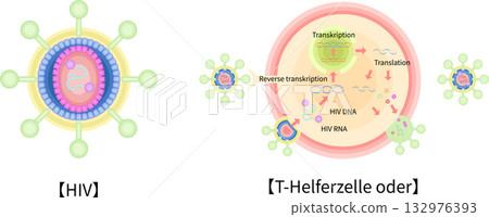 HIV CD4 helper T cell infection proliferation illustration German HIV CD4 helper T cell infection proliferation illustration German 132976393