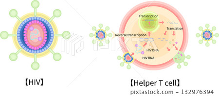 HIV CD4輔助T細胞感染增生示意圖(英文) HIV CD4輔助T細胞感染增生示意圖(英文) 132976394