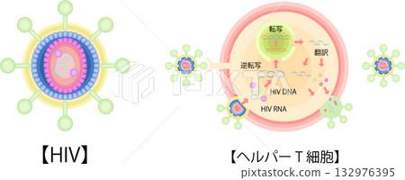 HIV CD4輔助性T細胞感染增生示意圖 HIV CD4輔助性T細胞感染增生示意圖 132976395