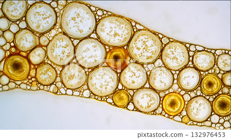 適用於生物科學領域的顯微鏡觀察影像 適用於生物科學領域的顯微鏡觀察影像 132976453