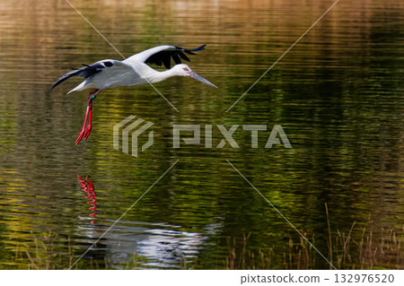 Stork flying over the pond 132976520