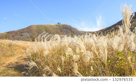 Swaying Japanese pampas grass on a walking path through the crater crater, Oga Peninsula, Akita Prefecture 132976535