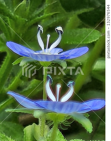 一朵小藍花的特寫 | 美麗的春花，有著纖細的花蕊 132976544