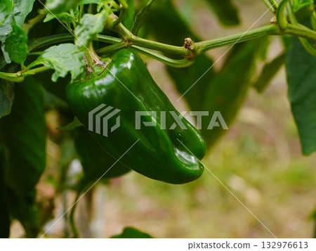 青椒 青椒 132976613
