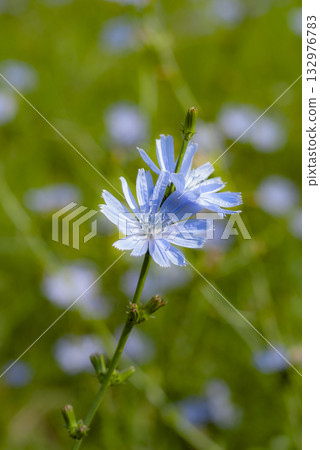 Vibrant Blue Chicory Flower in a Green Field Vibrant Blue Chicory Flower in a Green Field 132976783
