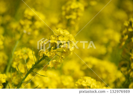 強姦開花 132976989