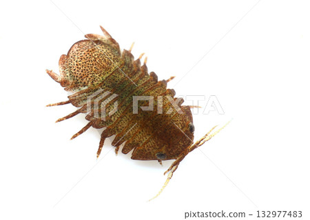 韓國足甲蟲 132977483