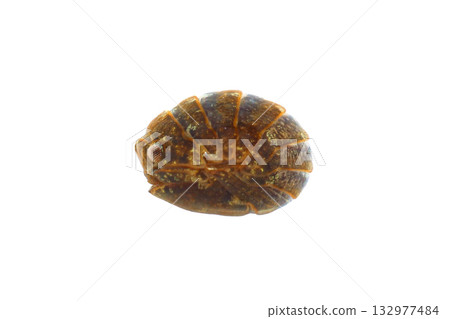 A curled up Korean foot beetle (side view) 132977484