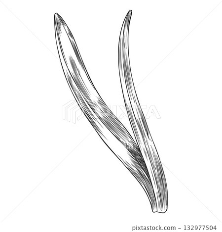 Hyacinth flower leaf engraved sketch vector icon, hand drawn spring plant leaves, herb foliage ink botanical design Hyacinth flower leaf engraved sketch vector icon, hand drawn spring plant leaves, herb foliage ink botanical design 132977504