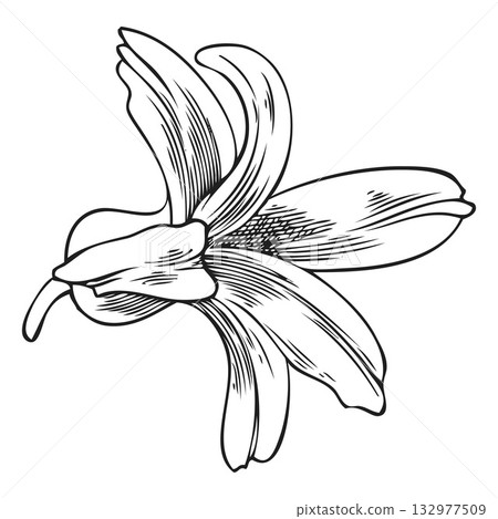 Hyacinth flower engraved sketch vector icon, hand drawn spring blossom plant, blooming herb ink style, botanical design 132977509