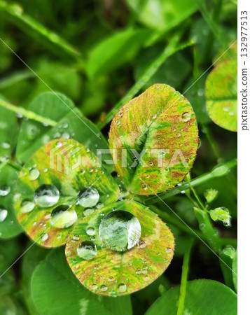 Close-up of water droplets on clover leaves: A natural, transparent glow Close-up of water droplets on clover leaves: A natural, transparent glow 132977513