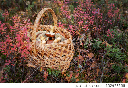 Basket full of mushrooms in autumn forest Basket full of mushrooms in autumn forest 132977566