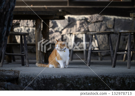 Cat standing in a cafe Cat standing in a cafe 132978713