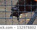 black monkey in cage 132978802