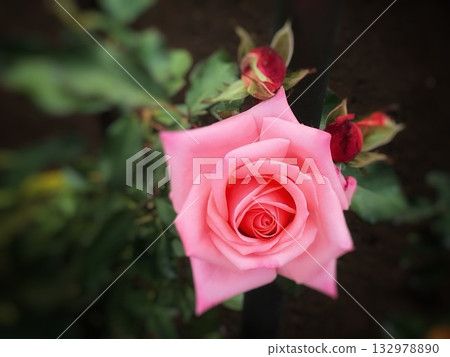 A spring landscape with red buds and a single pink rose in full bloom A spring landscape with red buds and a single pink rose in full bloom 132978890