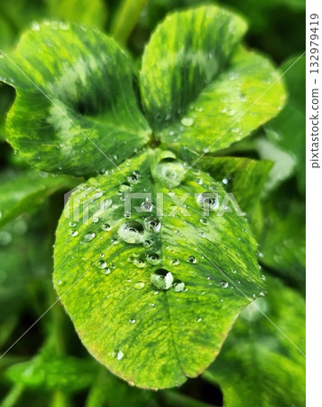 雨後的三葉草葉片和水滴 | 新鮮綠色植物的特寫 132979419