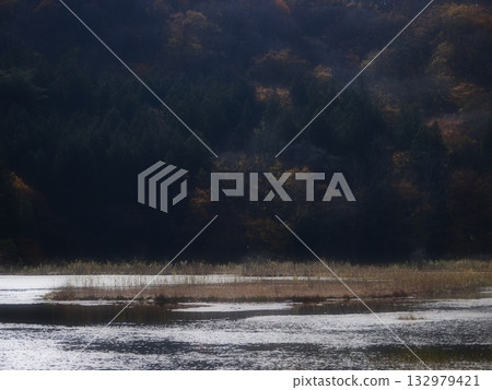 Floating islands in Omine Swamp in early winter (20251108103947) Floating islands in Omine Swamp in early winter (20251108103947) 132979421