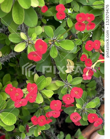 Beautiful botanical shot, red Euphorbia milli crown of thorns flower in garden 132979476