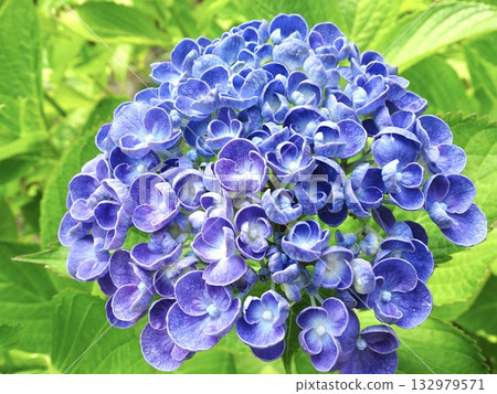 Two-color hydrangea 132979571