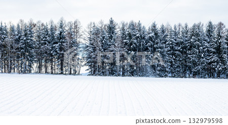 北海道冬季景色,防風林和雪原盡收眼底。 北海道冬季景色,防風林和雪原盡收眼底。 132979598
