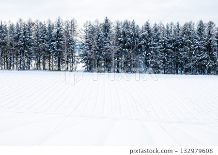 北海道冬季景色，防風林和雪原盡收眼底。 132979608