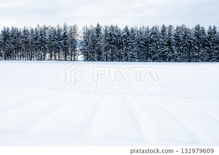 Winter scenery of Hokkaido with windbreaks and snow fields 132979609