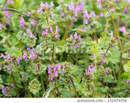 Flowers Flowers 132979706