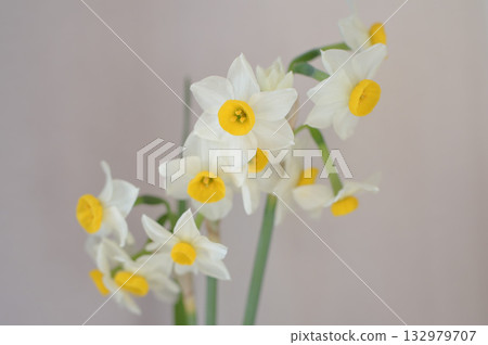 Daffodil flowers Daffodil flowers 132979707