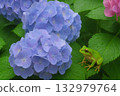 Hydrangea and frog wet in the rain 132979764