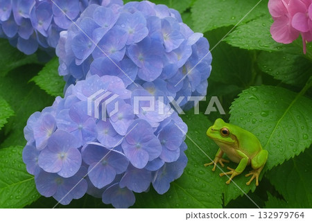 Hydrangea and frog wet in the rain Hydrangea and frog wet in the rain 132979764