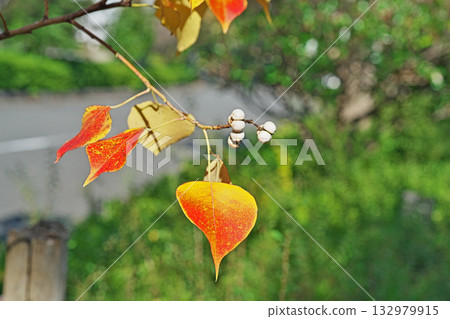 白烏桕果實和秋葉（秋季，11月） 132979915