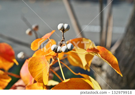 White Chinese tallow tree fruit and autumn leaves (Autumn, November) 132979918