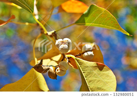 White Chinese tallow tree fruit and autumn leaves (Autumn, November) White Chinese tallow tree fruit and autumn leaves (Autumn, November) 132980051