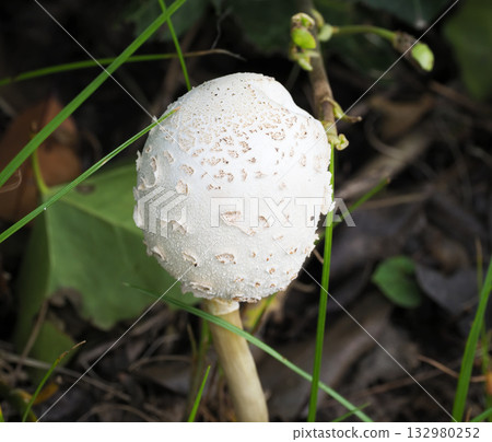大型白色傘狀菇,有毒菇 大型白色傘狀菇,有毒菇 132980252