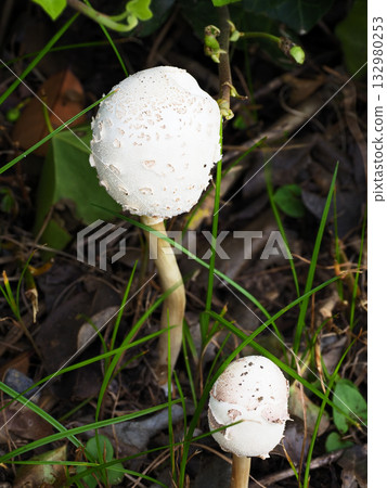 大型白色傘狀菇,有毒菇 大型白色傘狀菇,有毒菇 132980253