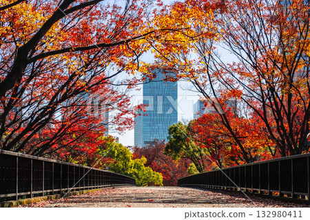 Yoyogi Park's footbridge and autumn leaves in autumn (Shibuya Ward, Tokyo) Yoyogi Park's footbridge and autumn leaves in autumn (Shibuya Ward, Tokyo) 132980411