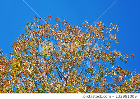 烏桕的秋葉（秋季，11月） 132981009