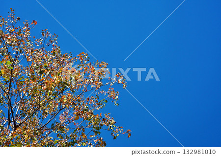 Autumn leaves of Chinese tallow tree (Autumn, November) 132981010