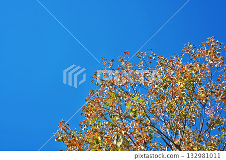 Autumn leaves of Chinese tallow tree (Autumn, November) Autumn leaves of Chinese tallow tree (Autumn, November) 132981011