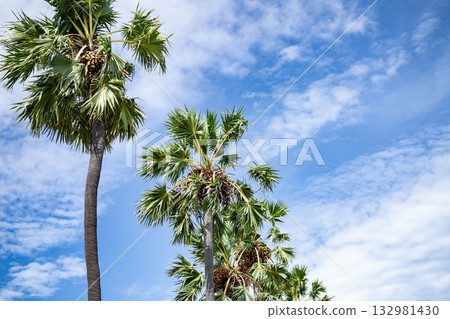 Tropical palm tree rising toward blue sky with fruit and white clouds, highlighting warm sunshine, lush foliage, and relaxing atmosphere of a summer island environment. Peaceful paradise landscape. Tropical palm tree rising toward blue sky with fruit and white clouds, highlighting warm sunshine, lush foliage, and relaxing atmosphere of a summer island environment. Peaceful paradise landscape. 132981430