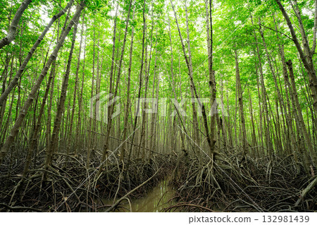 Green mangrove forest. Mangrove tree with root. Natural carbon sink fight climate change. Sustainability in carbon-neutral ecosystems. Green and sustainable environment. Natural carbon capture. 132981439