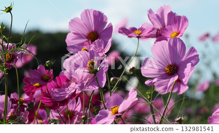 I took a close-up shot of pink and red cosmos. 132981541