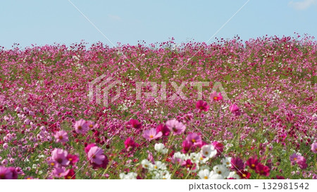 A hill of magnificent cosmos blooming all around 132981542