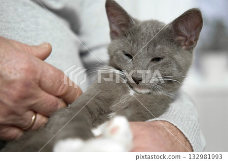 Elderly man sits and strokes a cat, feline therapy. Old man stroking a Pet cat. Happy senior male holding a cat in his lap, relaxing at home. Grandfather playing with a kitten on his wrinkled hands Elderly man sits and strokes a cat, feline therapy. Old man stroking a Pet cat. Happy senior male holding a cat in his lap, relaxing at home. Grandfather playing with a kitten on his wrinkled hands 132981993